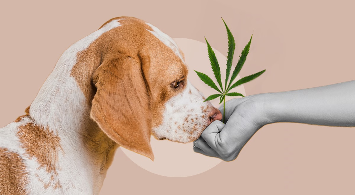 Exploring the use of CBD oil for canine arthritis and joint pain